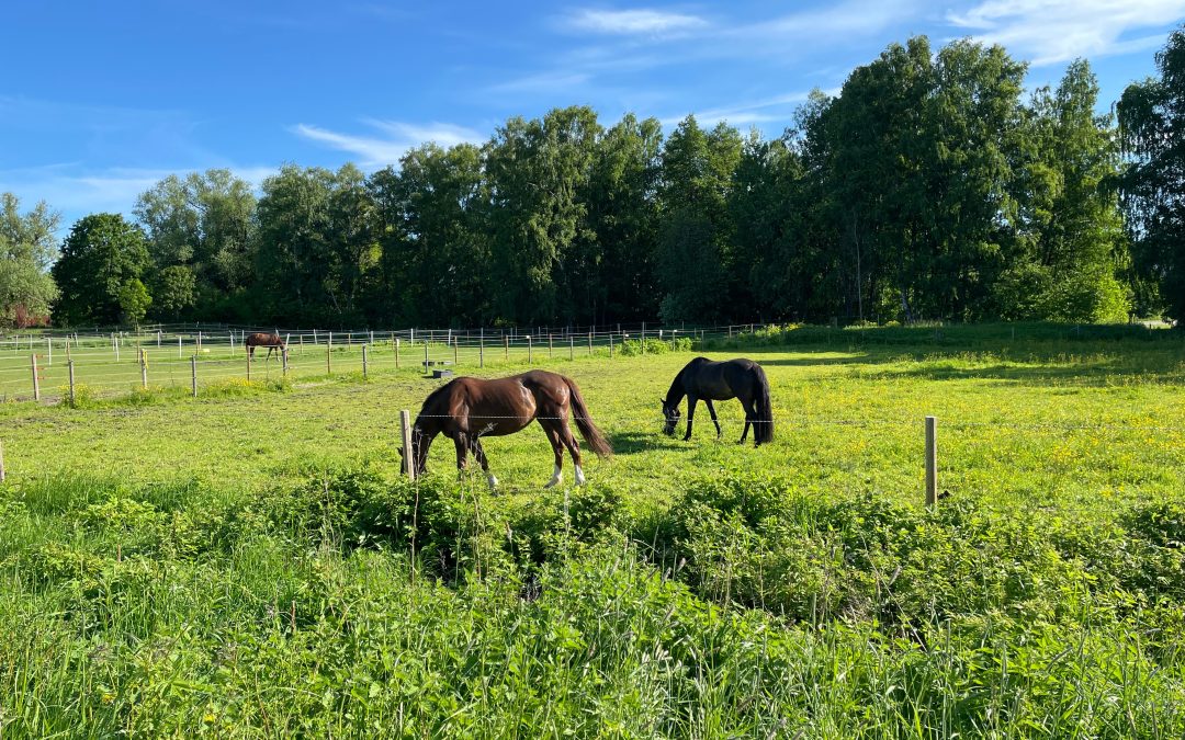 The Benefits Of Trail Riding On Horses