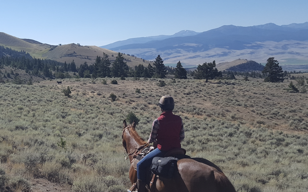 Trail Riding Gear For Horses