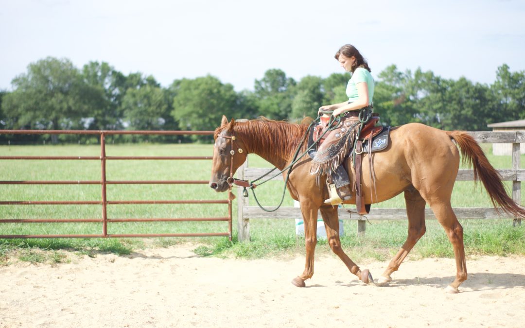 Types Of Horses For Trail Riding