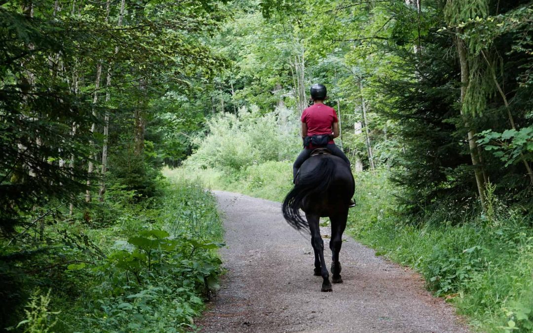 What You Need to Know Before Horse Trail Riding